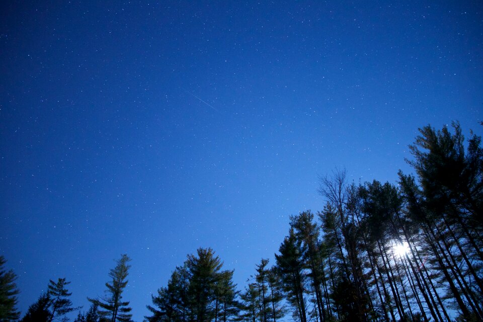Worm's Eye View of Green Trees Under Blue Clear Night Sky