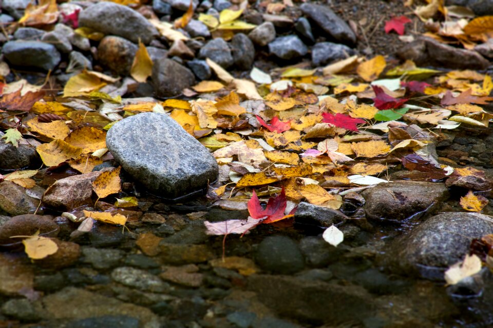 Free stock photo of foliage, rocks, water