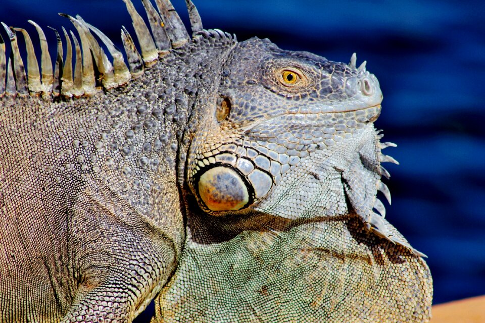 Gray and Green Iguana Close-up Photography