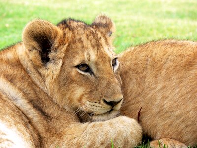 Photo of Lioness photo