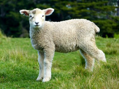 White Sheep during Daytime photo