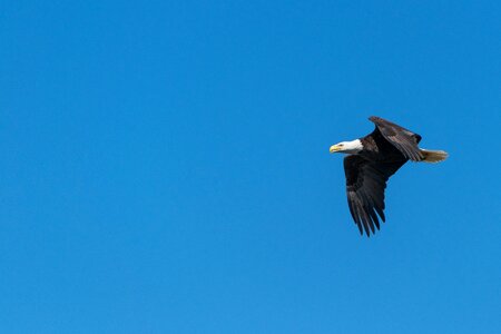 Bald Eagle Flying Under Blue Sky during Daytime photo