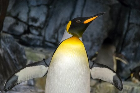 Emperor Penguin With Wings Sapread photo