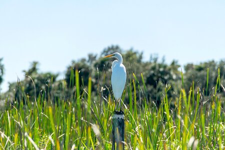 White and Yellow Bird on Pole Beside Grasses during Daytime photo