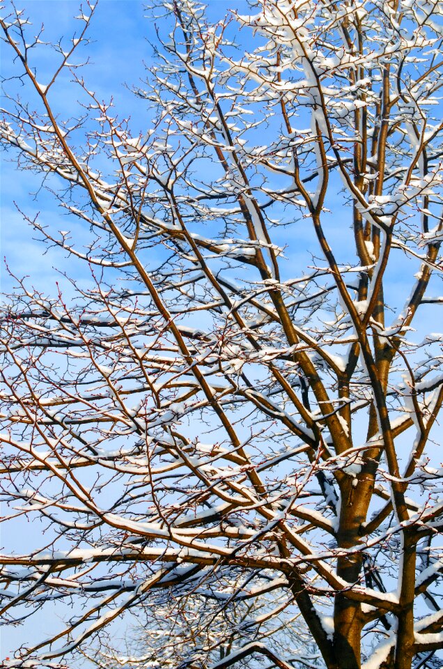 Free stock photo of branch, branches without leaves, christmas