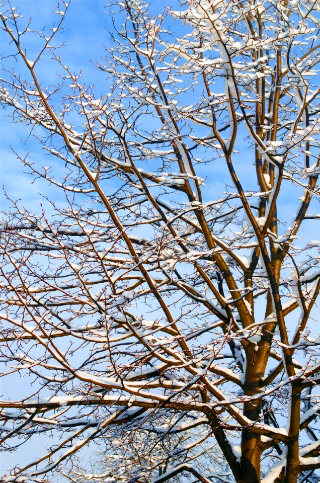 Free stock photo of branch, branches without leaves, christmas photo