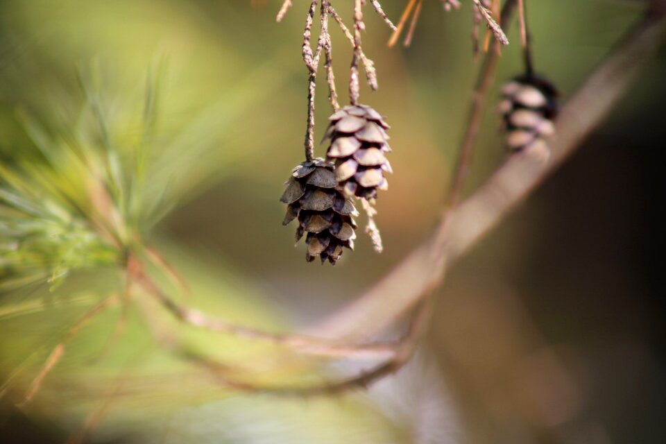 Free stock photo of macro, pine cone, trees