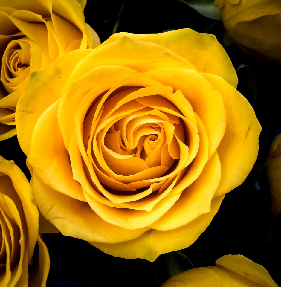 Free stock photo of flower, petal, rose