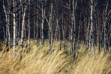 Free stock photo of grass, night, trees
