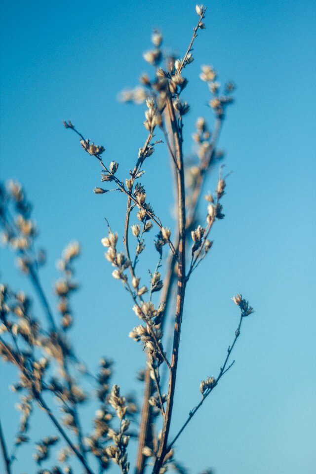 Free stock photo of nature, night, plant