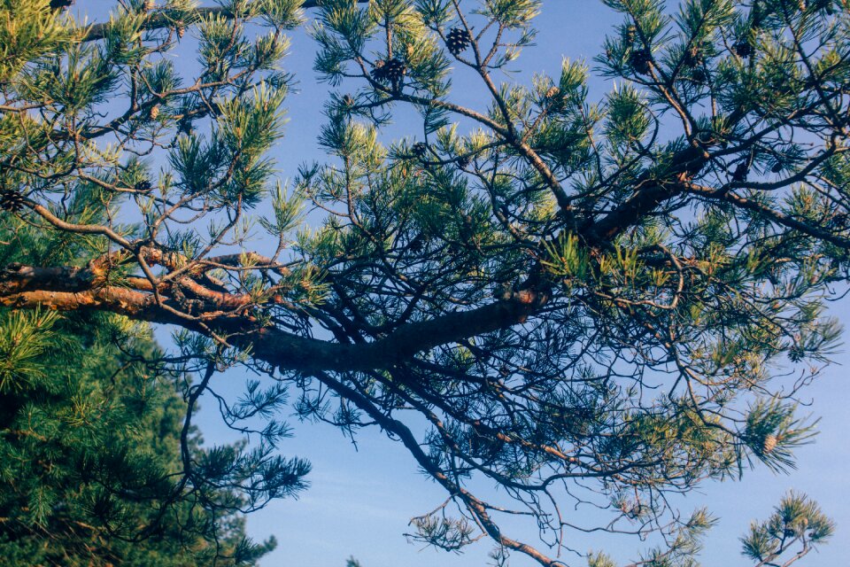 Green Tree during Daytime