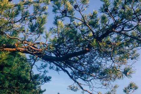 Green Tree during Daytime photo