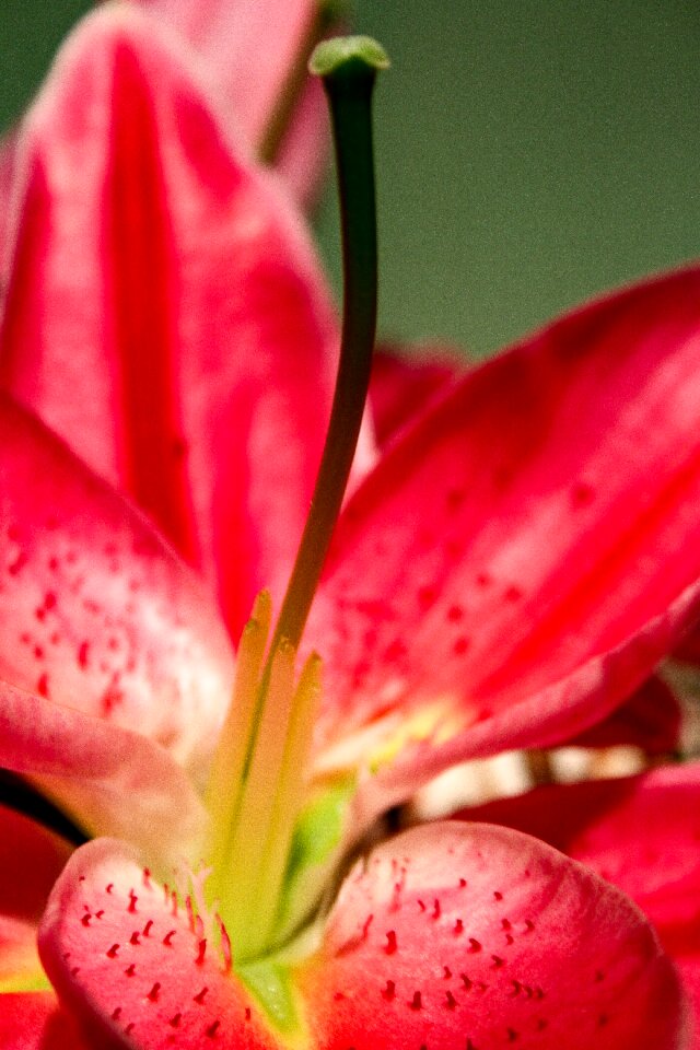Red Yellow and Black Orchid
