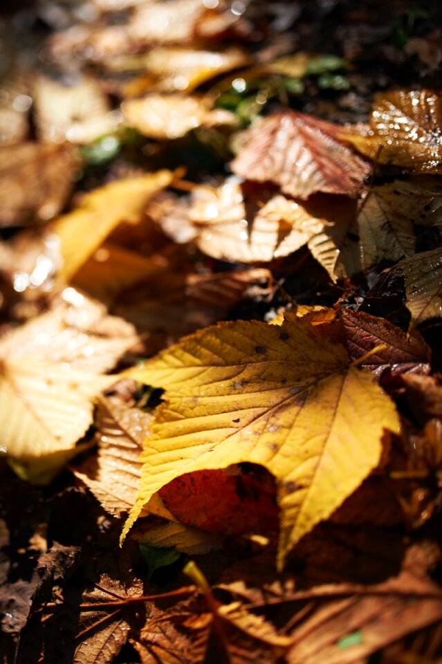Brown Leaf