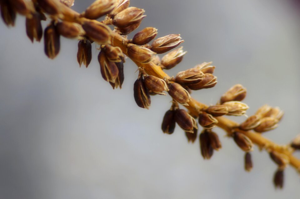 Brown Plant Close Up Picture photo