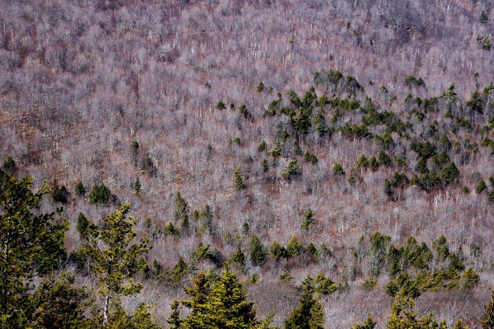 Green Forest Trees Painting