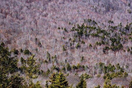 Green Forest Trees Painting photo