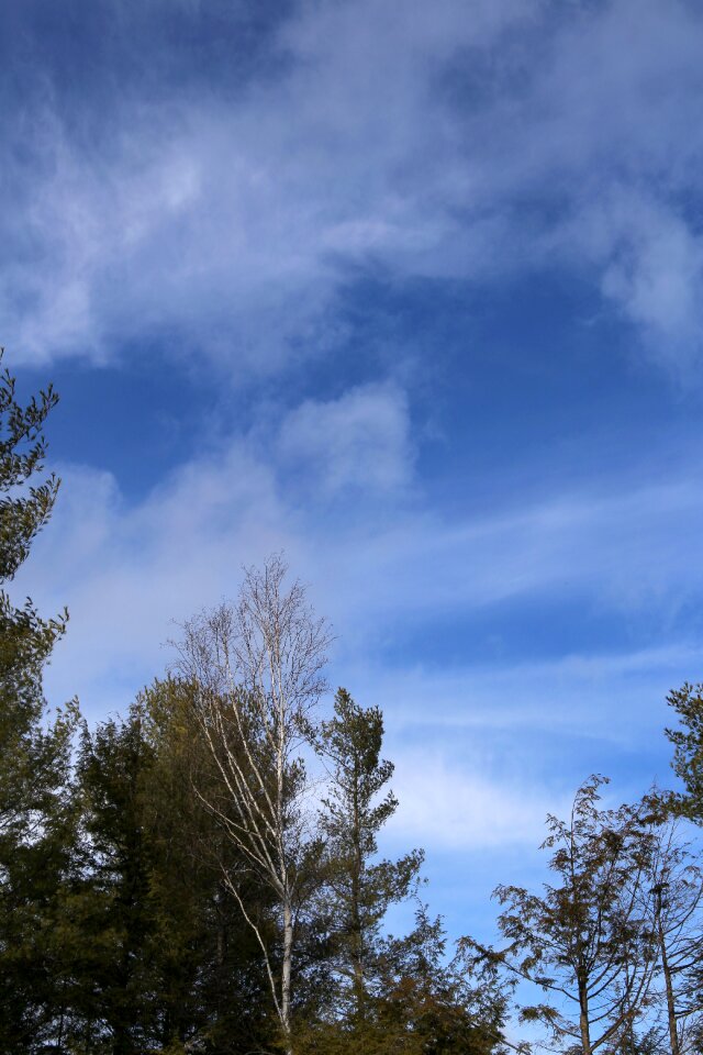 Free stock photo of clouds, trees