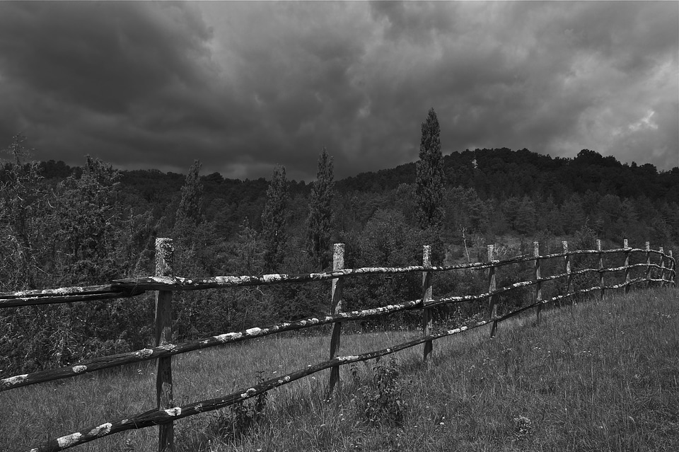 Forest trees fence