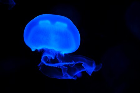Blue Jelly Fish photo