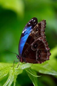 Black and Blue Butterfly photo