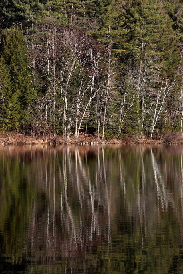 Free stock photo of reflection, trees, water