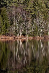 Free stock photo of reflection, trees, water