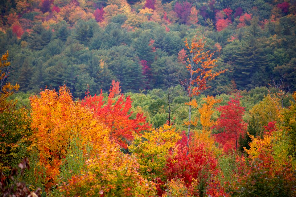 Free stock photo of foliage, trees photo