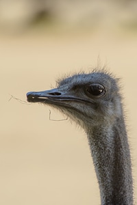 Portrait close-up bird