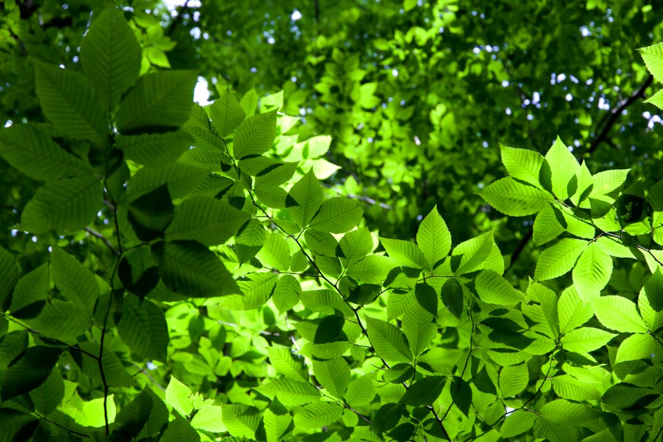 Free stock photo of trees