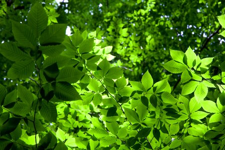 Free stock photo of trees photo