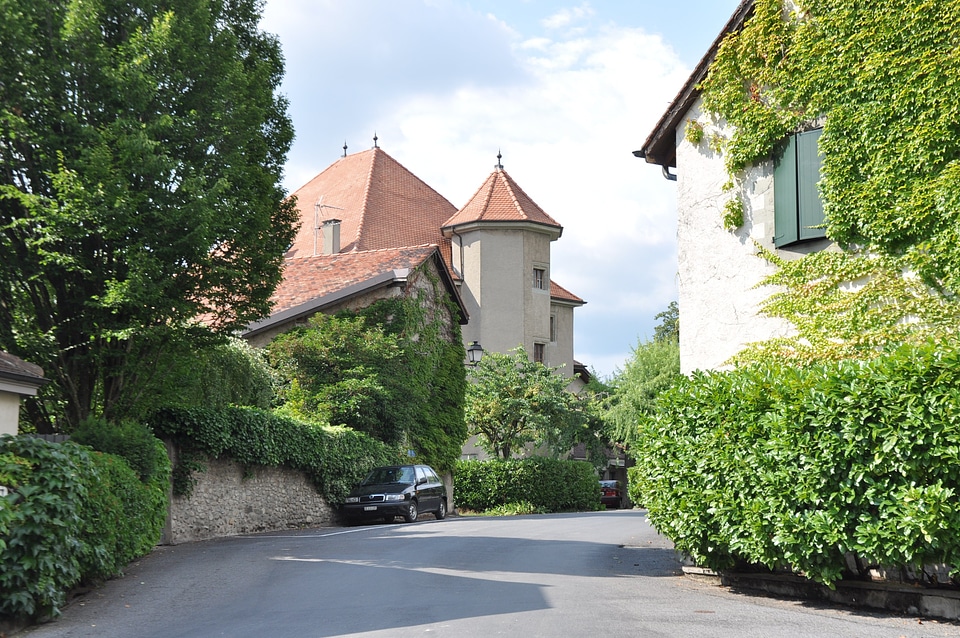 Castle ivy medieval
