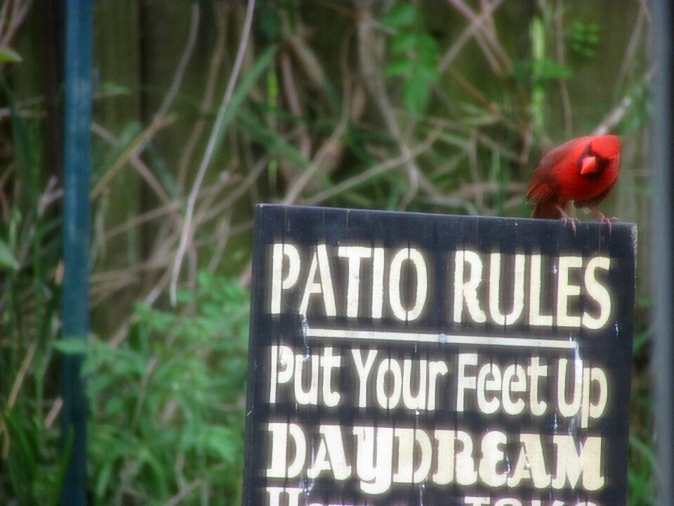 Free stock photo of backyard, cardinal, patio rules
