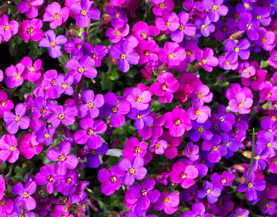 Magenta flowers