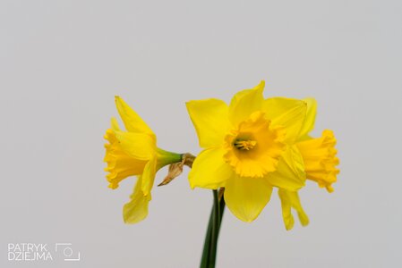 Free stock photo from Tookapic