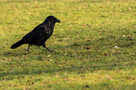 Free stock photo of crow, park