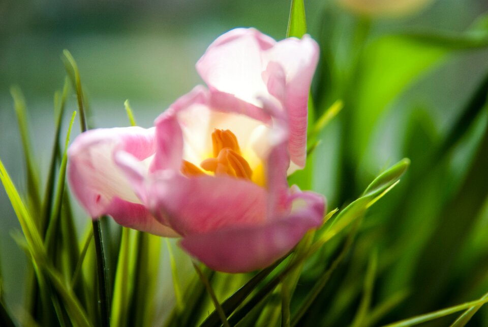 Free stock photo of flower, grass, macro