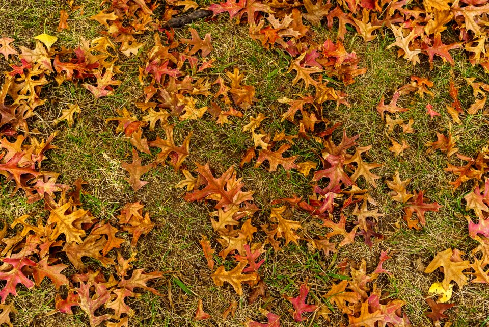 Free stock photo of melbourne, red leaves, trees photo