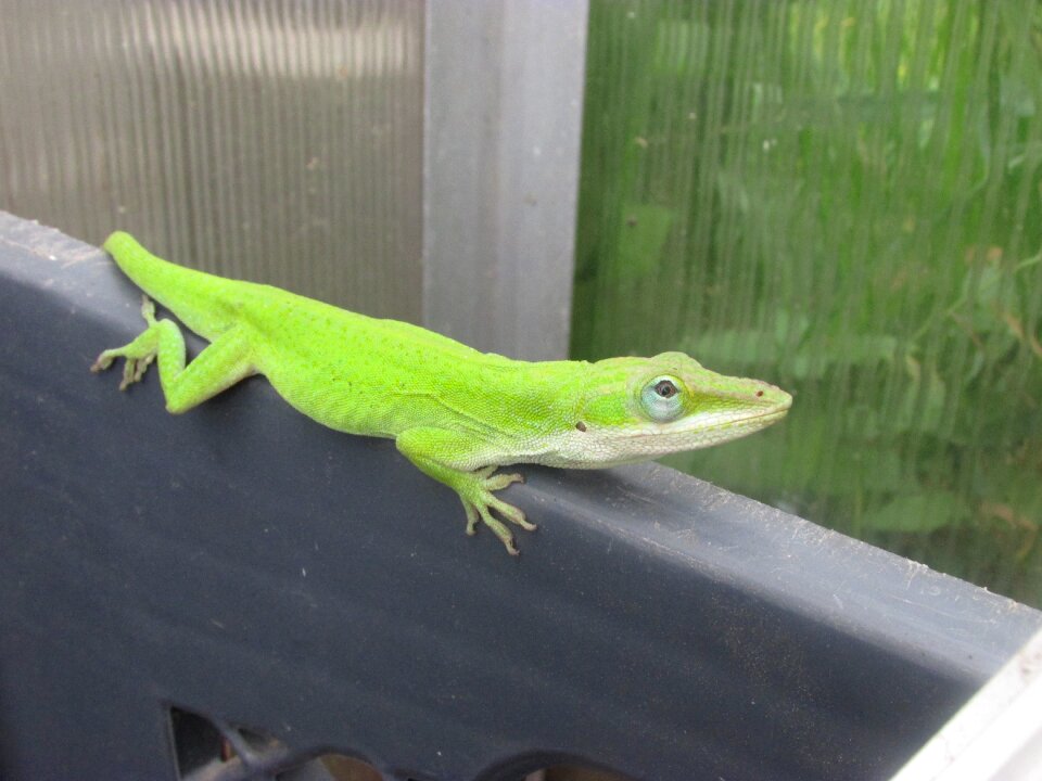 Free stock photo of green lizard, small