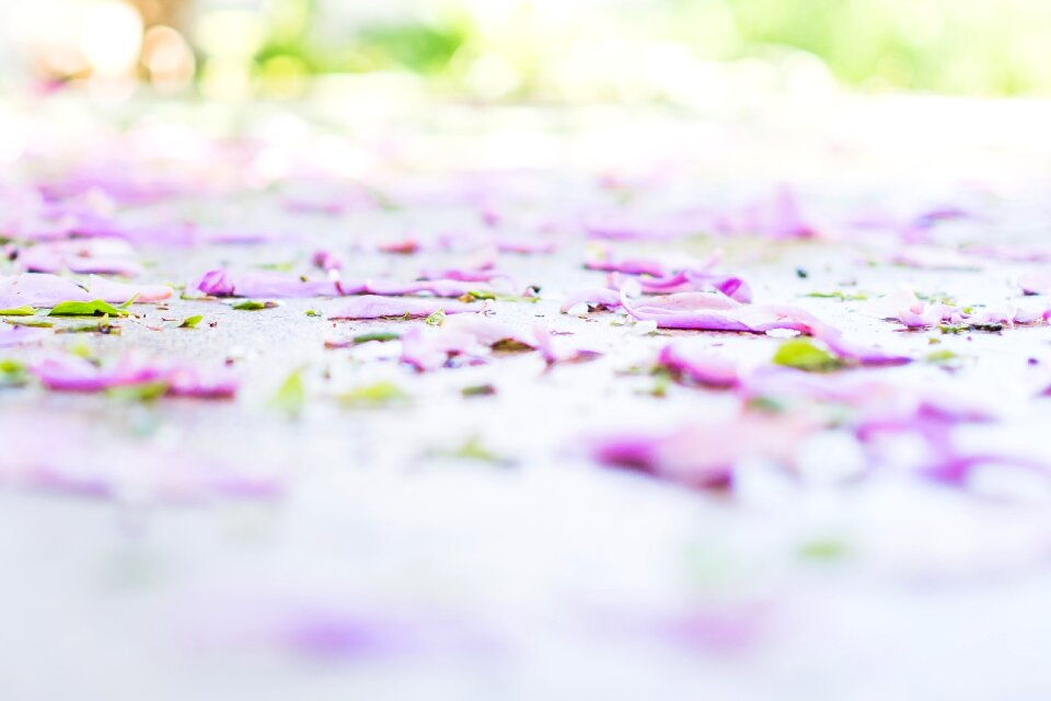 Free stock photo of cropped, flower petals, ground