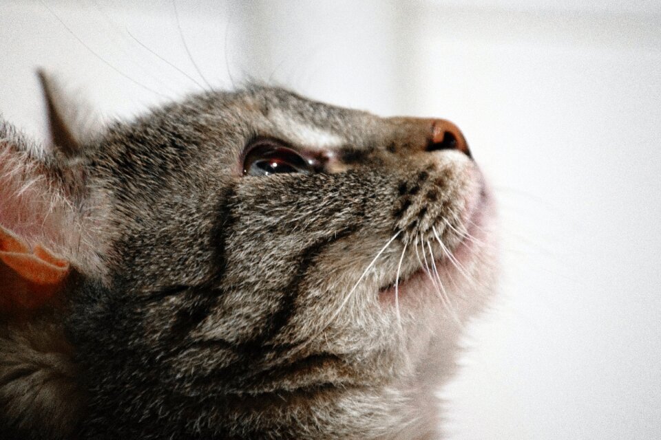 Free stock photo of animals, cat