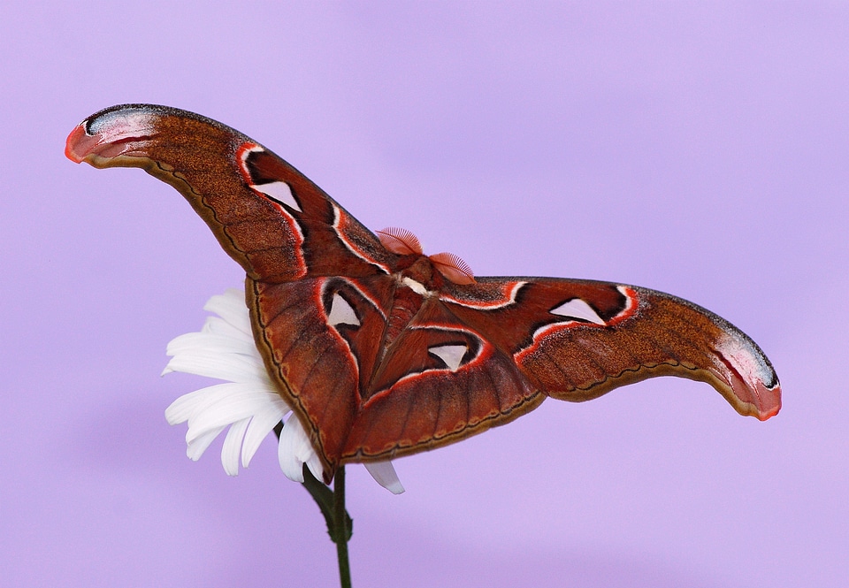 Attacus atlas attcus lorquini peacock spinner
