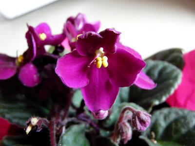 Free stock photo of african violet, flower, fuchsia photo