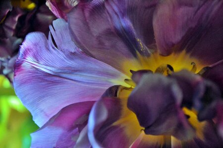 Free stock photo of flower, purple, tulip photo
