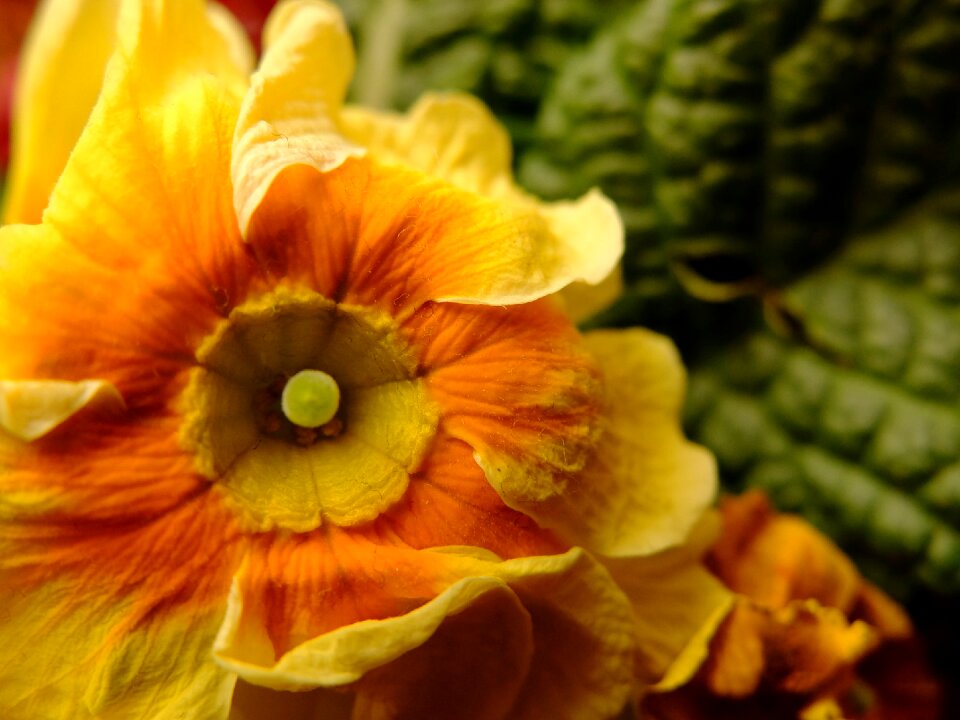 Free stock photo of colors, flower, plant