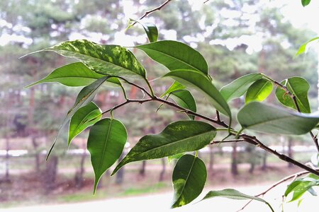 Free stock photo of green, plant photo