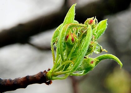 Free stock photo of apple tree, bud, flower