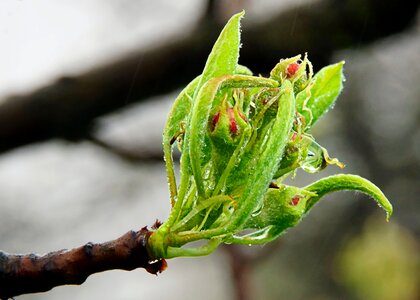 Free stock photo of apple tree, bud, flower photo