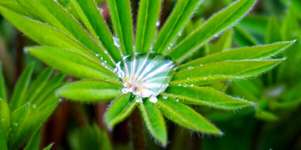 Free stock photo of dew, drop, green