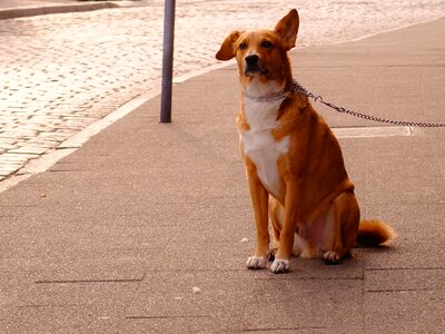 Orange and White Short Coat Dog Sitting photo